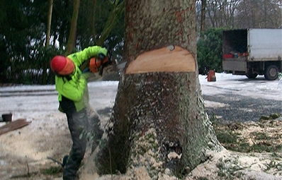 felling a dangerous tree